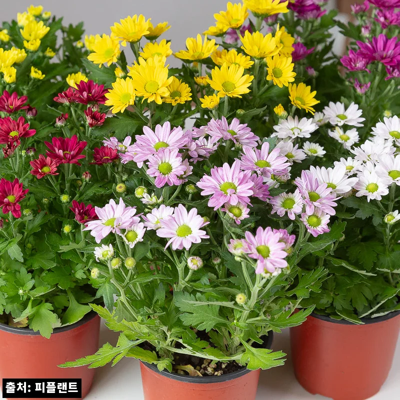 미니 국화 꽃 가을꽃 소국 화분 스위프티, 3,900원으로 확인한 가을 식물 구매 포인트